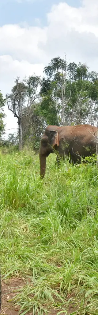 Sri Lanka mit Kleinkind – eine Familienreise